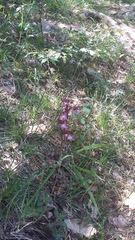 Himantoglossum comperianum