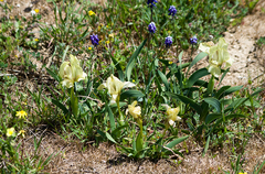 Iris suaveolens