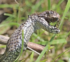 Vipera renardi
