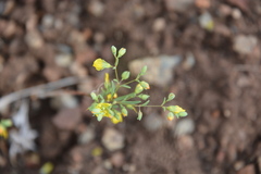 Hesperolinon tehamense