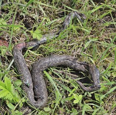 Vipera renardi