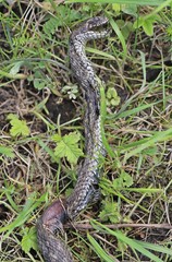 Vipera renardi