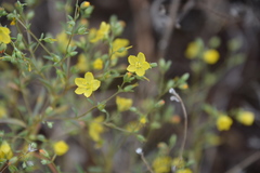 Hesperolinon tehamense