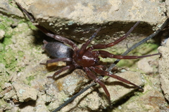 Hypodrassodes maoricus