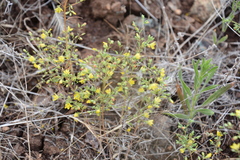 Hesperolinon tehamense