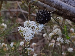 Leucopogon microphyllus