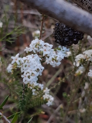 Leucopogon microphyllus