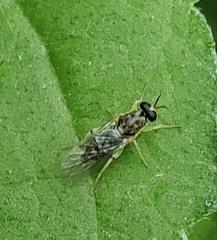 Solva pallipes