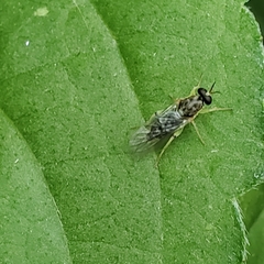 Solva pallipes