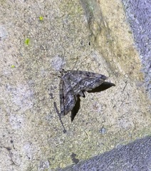 Melanomma auricinctaria