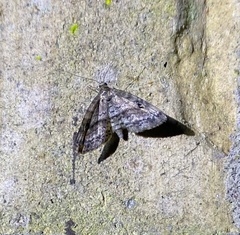 Melanomma auricinctaria