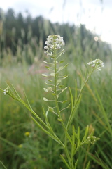 Lepidium virginicum menziesii