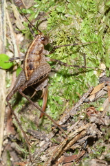 Pleioplectron hudsoni