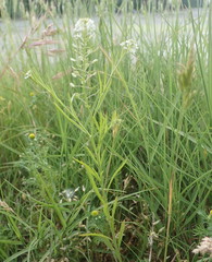 Lepidium virginicum menziesii