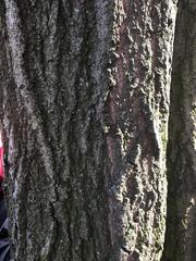 Quercus palustris