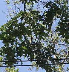 Quercus palustris