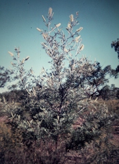 Grevillea sessilis