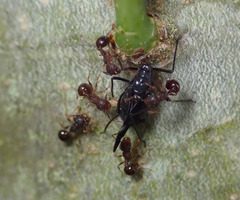 Lachnus tropicalis