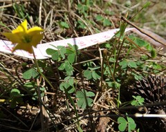 Oxalis