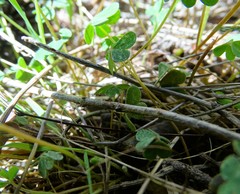 Oxalis