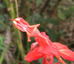 Salvia splendens