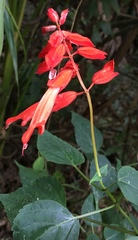 Salvia splendens