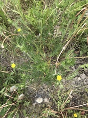 Potentilla tergemina