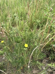 Potentilla tergemina