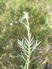 Potentilla tergemina