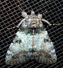 Catocala connubialis
