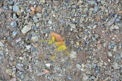 Streptanthus drepanoides