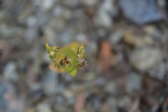 Streptanthus drepanoides