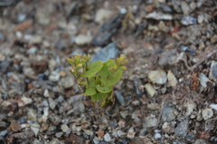 Streptanthus drepanoides