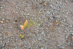 Streptanthus drepanoides