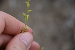 Streptanthus drepanoides