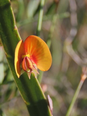 Bossiaea ensata