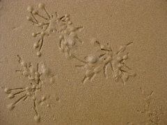Macomona liliana image