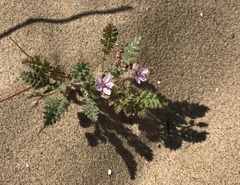 Erodium lebelii