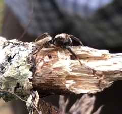 Asaphobelis physonychus
