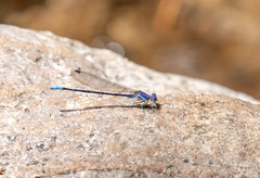 Argia munda
