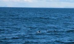 Lagenorhynchus albirostris