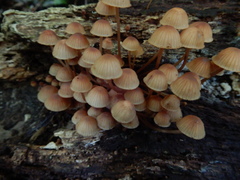Mycena parsonsii