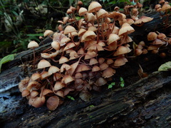 Mycena parsonsii