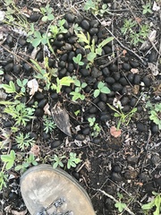 Cervus canadensis canadensis