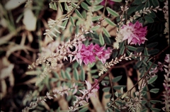 Indigofera sericovexilla