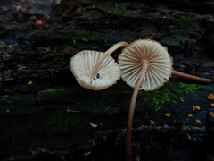 Mycena parsonsii