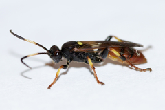 Ichneumon ultimus