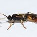 Ichneumonid Wasps - Photo (c) Owen Strickland, some rights reserved (CC BY-NC), uploaded by Owen Strickland