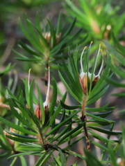 Darwinia procera