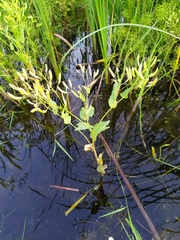 Armoracia sisymbrioides